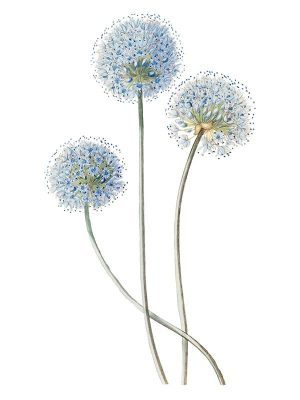 blue-globe-onion blue-globe-onion