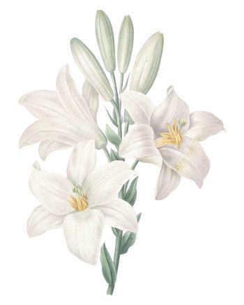 madonna-lily-white