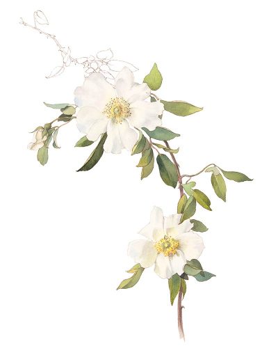 white-clematis white-clematis